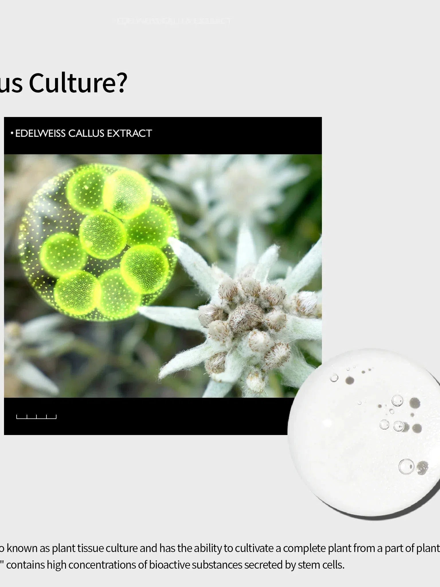 Genabelle Edelweiss Lifting Serum - Song of Skin