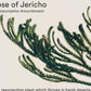 Abib Jericho rose bifida serum firming drop